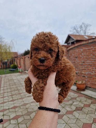 Crvene pudle toy, od oba roditelja u mom vlasnistvu, spremni za na lalafo.rs Crvene pudle toy, od oba roditelja u mom vlasnistvu, spremni za