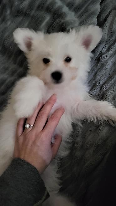 Dogs: Na prodaju musko stene maltezera,ostenjen 23.11.2025,bela svilenkasta — 6