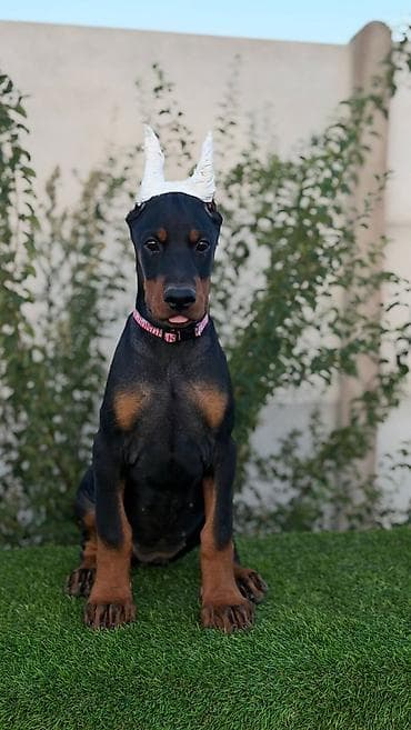 labrador na poklon: Doberman ženka Dark Imperium doberman kennel Oštenjena 27.05 — 4