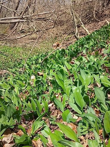 Planinski sremuš🌱 Sremuš-bomba zdravlja Nova tura berbe 3 vezice 100