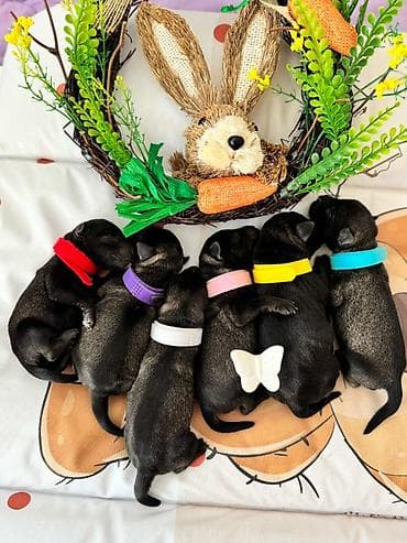 stene kane korso: Patuljasti Snaucer Biber so boja 5 zenki 1 muzjak Stenad su iz — 6