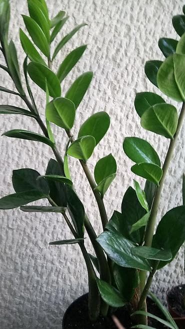 Zamija, velika biljka, jednostavna za odrzavanje! at lalafo.rs Zamija, velika biljka, jednostavna za odrzavanje!