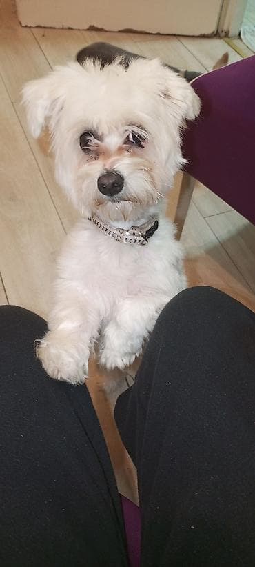 pas pomeranac slike: Mali pas rase tipa maltez (beli), teška 3 kg ne raste više ima god — 4