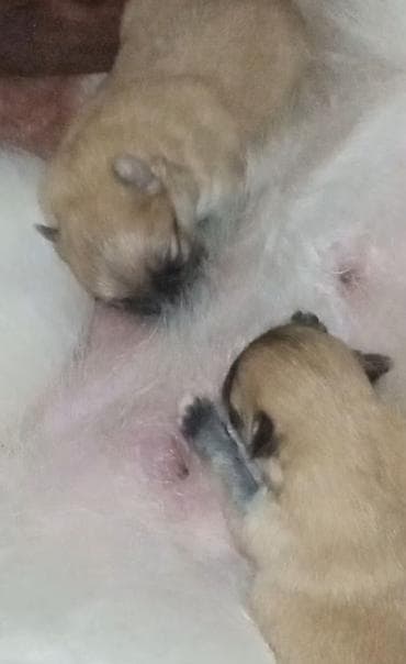 bordoška doga cena: Pomeranac zenkica. Dostupna prelepa ženkica pomeranca. Starosti 4 mes — 2