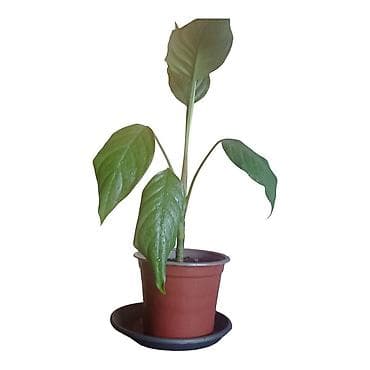 komode za spavace sobe: Aglaonema modestum u saksiji fi 13cm - Visina biljke približno 50 cm — 3