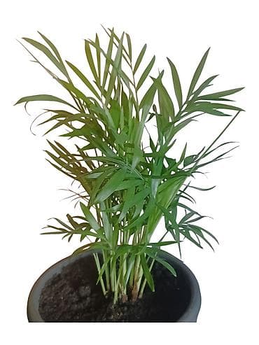 sobna vrata sabac cene: Chamaedorea elegans (parlor palma) u saksiji prečnika 18cm - Sobna — 2