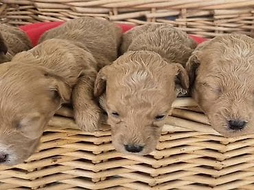 boston terijer cena: Maltipoo štenci, prelepe bebe Na prodaju prelepi štenci maltipoo — 5