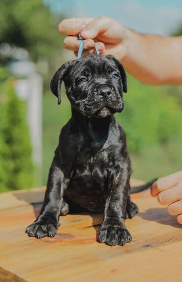psi koji trazi tartufe: Postanite vlasnik jednog od naših vrhunskih Cane Corso štenaca — 21