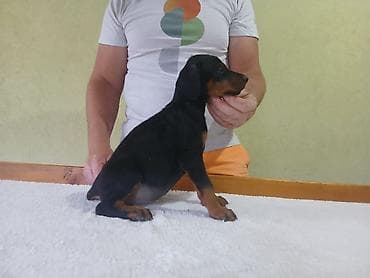 kovrdzavi psi: Vrhunski Doberman štenci 6 nedelja stari, vakcinisani i redovno — 4