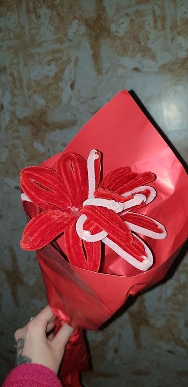 palme sobne: Ostale kućne biljke — 2