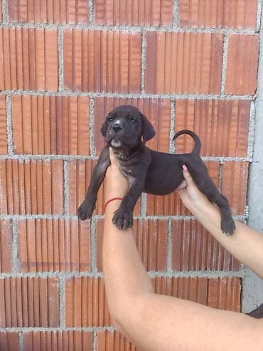 nemački špic cena: Cane Corso štenci šampionskog porekla! Tražite moćnog čuvara i odanog — 9