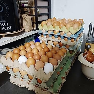 ormarici za bebe: Domaća kokošija jaja u tacnama - Jaja smeđe i bela ljuska, različitih — 1