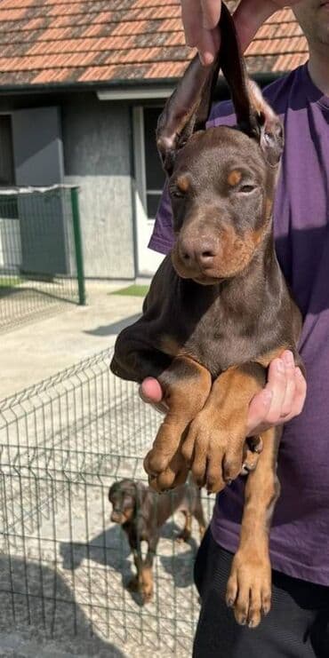 mini psi za stan: Stenci dobermana vrhunskog porekla za rezervaciju Rodjeni 23.07.2023 — 4