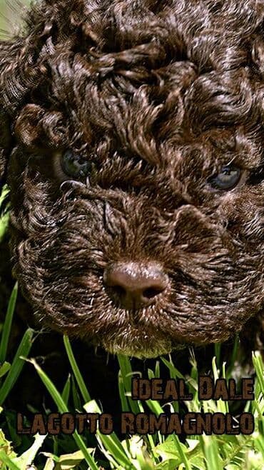 Sweatpants: Lagotto Romagnolo štenci dostupni u odgajivačnici Ideal Dale Otkrijte — 2