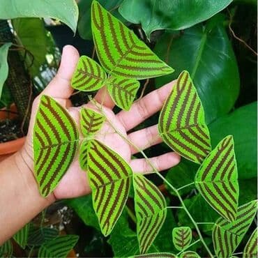 cena sadnice borovnice: Cena:650din/10 semenki — 4