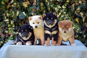 za stan mali psi na poklon: NEW "MINMIGORA' S" litter "Minmigora' s" Shiba Inu kennel present new — 3