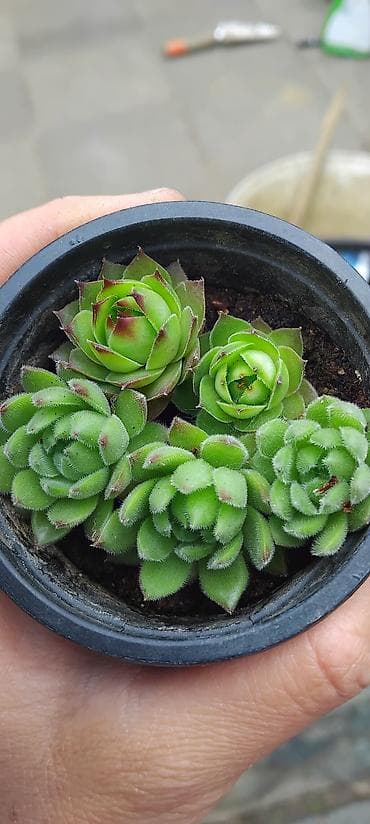 krevete i ugaonici: Sukulenti – čuvarkuće (Sempervivum) u saksiji - Više rozeta u jednoj — 2