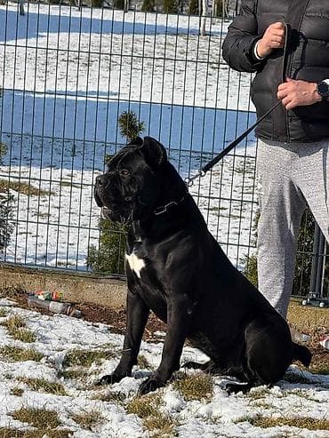 mops na poklon: Na prodaju prelep mužjak Cane Corso, star 2,5 godine. Socijalizovan — 7