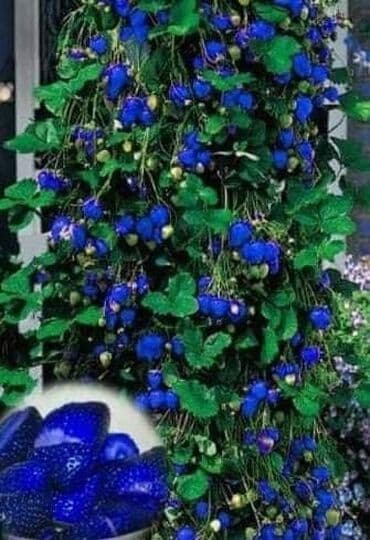 seme jagode cena: Saksijske jagode Cena:650din/200 semenki Ljubitelji jagoda koji nemaju — 3