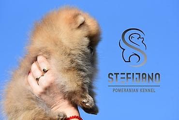 malinoa stenci slike: Pomeranac Boo. Vrhunski stenci pomeranca, minijaturnog patuljastog — 4