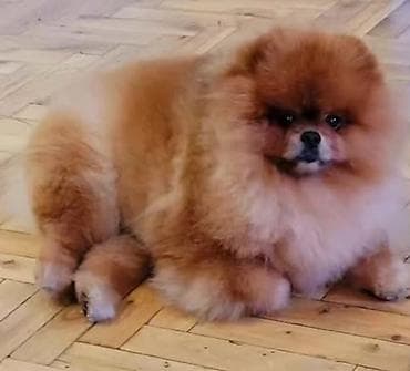 psići: Pomeranian Star renomirana odgajivačnica pomeranaca iz Beograda je — 10