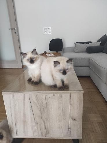 poklanjam mace: Ragdoll mačići – blue point rođeni 02.04. - Prelepi ragdoll mačići sa — 7