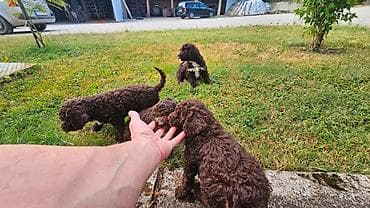 lagoto romanjolo za stan: Lagotto Romagnolo štenci Dostupni štenci Lagoto Romanjolo od roditelja — 8