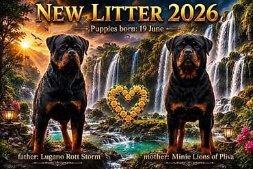 Rotvajler (Rottweiler) štenci 19.6.2026 štenad je ugledalo svetlost