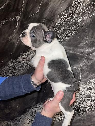 slatki psi: Francuski bulldog štene, jedinstven merle šare. Kompaktno, snažno — 7