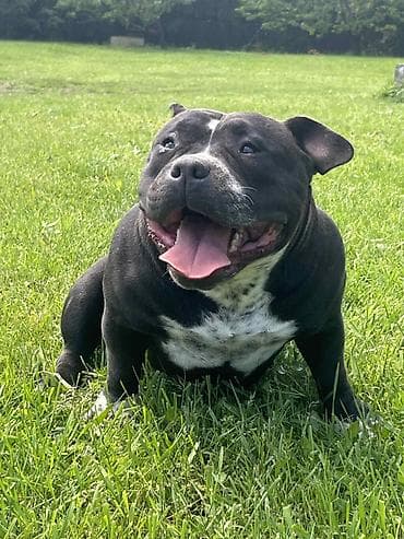 pomeranac mini cena: American bully pocket zenka crne boje Bea i plavi tri color Merle — 3