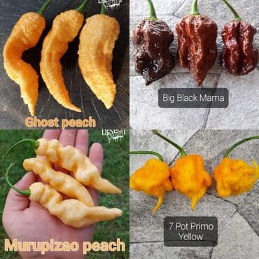 za dvoriste: 🌶Seme najljućih i egzotičnih čili papričica🌶 Za kupljenih pet — 22