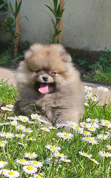 chow chow psi: Pomeranac Boo. Stenci pomeranca vrhunskog porekla, kratkih — 6