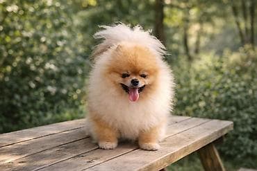 bordoška doga cena: Pomeranac zenkica. Dostupna prelepa ženkica pomeranca. Starosti 4 mes — 10