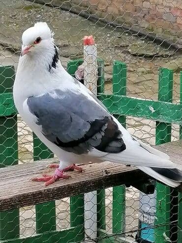 Oprema za kućne ljubimce: Beloglavi Mavijan izležen preko parenja Blek, Čava, Vasiljević — 2