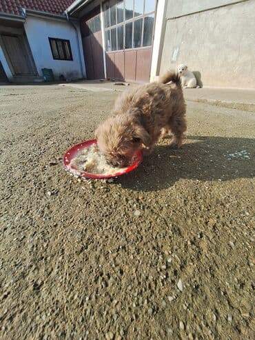 vucijak stenci: Štenci malih rasa – pahuljasti, kratkodlaki i dugačkodlaki tip - — 4