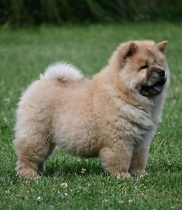 cane corso štenci: Odgajivacnica Royal Ramonda (FCI 7710) ima u ponudi cau cau stence — 2