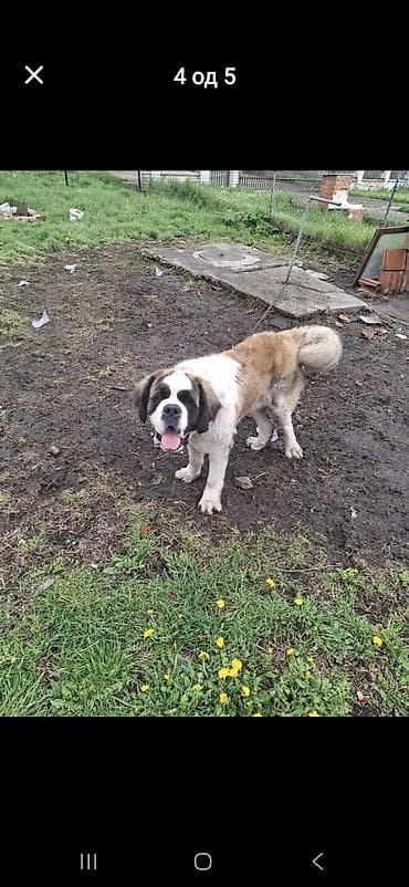 Bernardinac – mužjak - Rasa: Bernardinac (St. Bernard), krupan i na lalafo.rs Bernardinac – mužjak - Rasa: Bernardinac (St. Bernard), krupan i