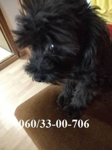 civave psi: Poklanjam Muško štene Maltipoo majka crna mala pudla, otac maltezer — 3