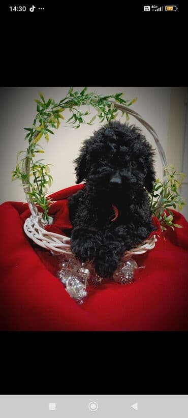 stenci kavkaskog ovcara prodaja: Crni cockapoo (minijaturni/igrački tip) – pahuljasto, kovrdžavo krzno — 3