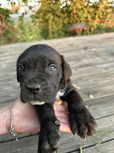 beli psi veliki: Rasa Cane Corso snažne građe) Starost: 45dana Boja dlake: nijanse — 9