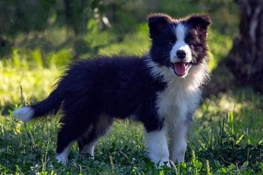 Border Collie-Border koli štenad. Registrovana odgajivačnica FCI 8166