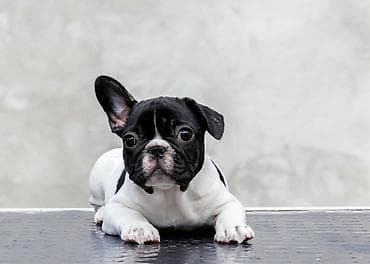 plavi francuski buldog cena: VRHUNSKI FRANCUSKI BULDOZI-Rezervacije u toku.Iz odgajivačnice — 7