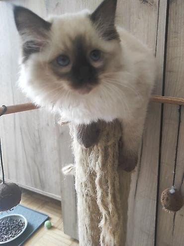 poklanjam mace: Ragdoll mačići – blue point rođeni 02.04. - Prelepi ragdoll mačići sa — 8