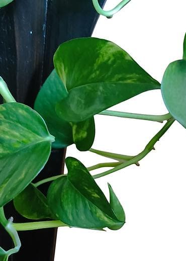 kucno cvece: Zlatna puzavica (Epipremnum aureum) u saksiji prečnika 20cm, dužina — 3