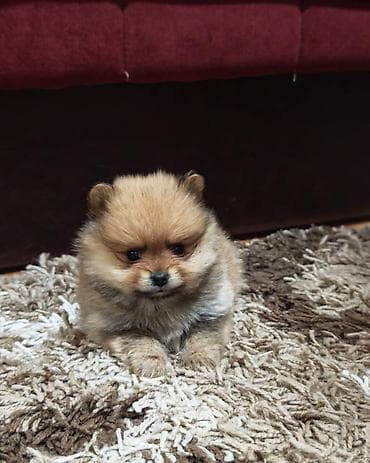 mesanac labradora i zlatnog retrivera: Štenci pomeranskog špica prelepog krzna i izuzetno sitne građe, muškog — 5