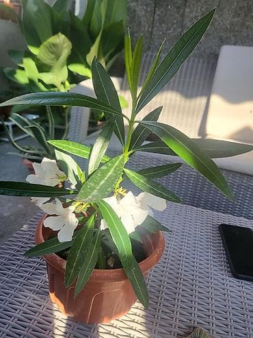 za suncanje: Beli oleander - Vrsta: Nerium oleander (beli kultivar) - Biljka sa — 2