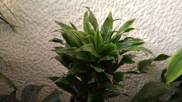 iznajmljivanje agregata beograd: Dracena White Bird, Compacta, Golden Coast, lepe, kvalitetne biljke — 3
