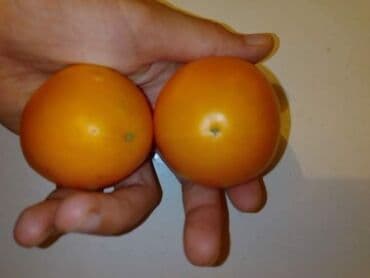 Sve za vikendicu i baštu: Seme paradajza! Crveni jabučar Žuti jabučar Narandžasti jabučar — 7