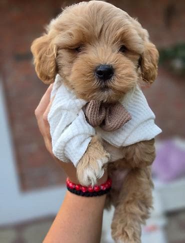 staford mali: Maltipoo bebe Registrovana odgajivacnica Hopy queen pudle predstavlja — 3