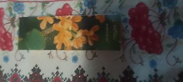 mini kamini: Sadnica/reznica osmantusa (Osmanthus fragrans) – mirisni zimzeleni — 1